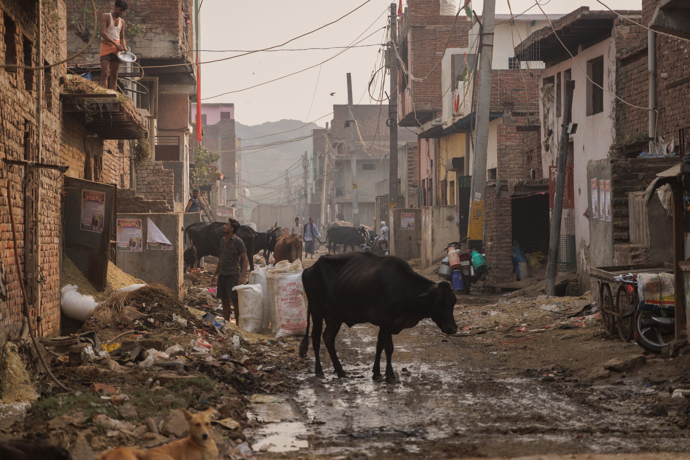 Colony street — cows, mud, wires, daily life